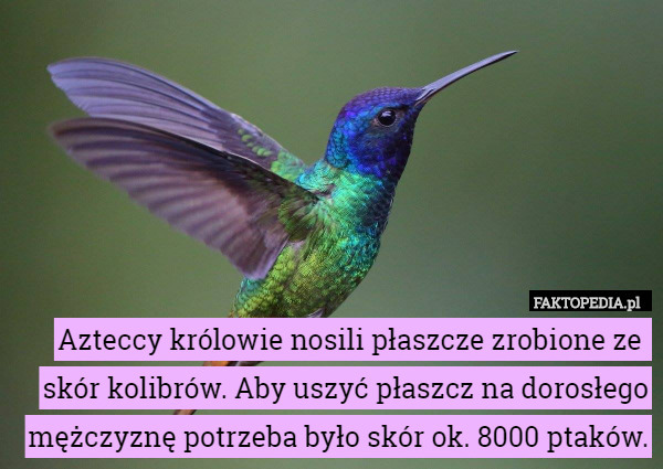 kolibrowate - 1477562282_by_Mudzina_500.jpg