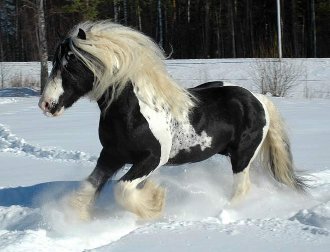 Konie - koń8.jpg