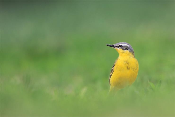 Top 10 najbardziej kolorowych polskich ptaków - Pliszka11-Często można je spotkać w okolicy wypasanego bydła.jpg