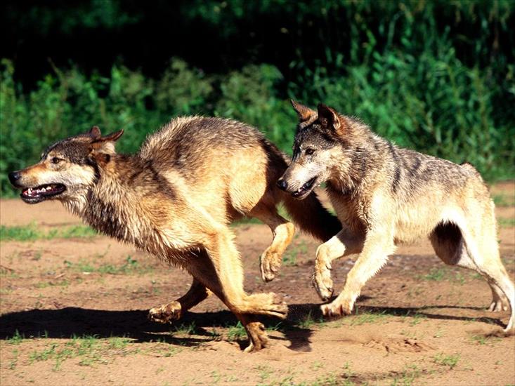 Wild animals - Morning Jog, Wolves.jpg